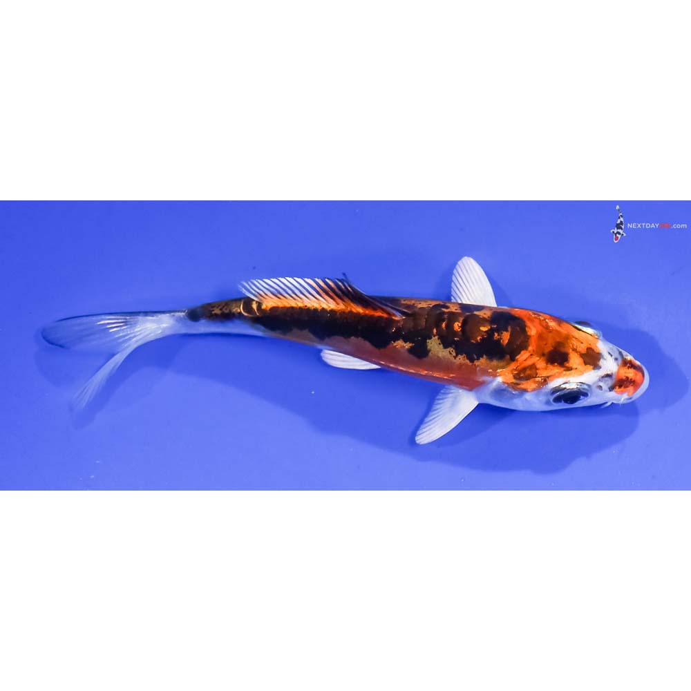 4” Imported Kin Kikokuryu