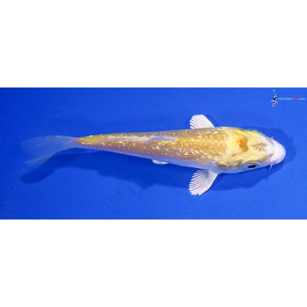 3.5” Imported Gin Rin Lemon Hariwake