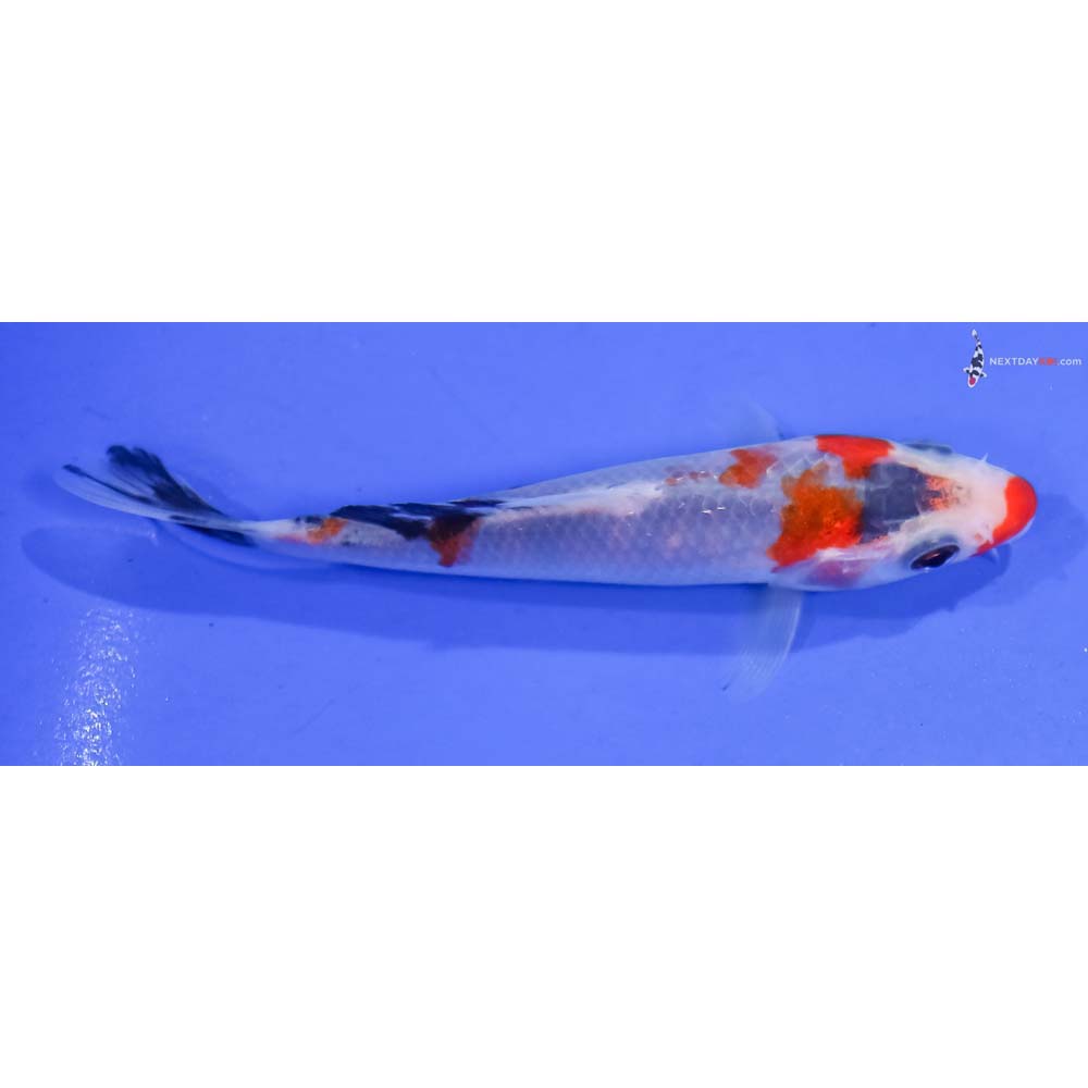4” Imported Sanke