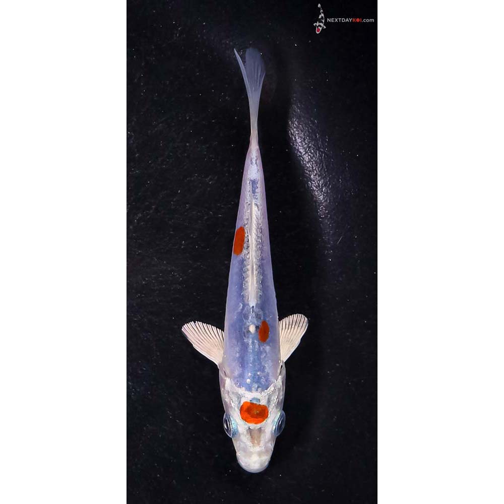 4” Imported Doitsu Blue Kujaku