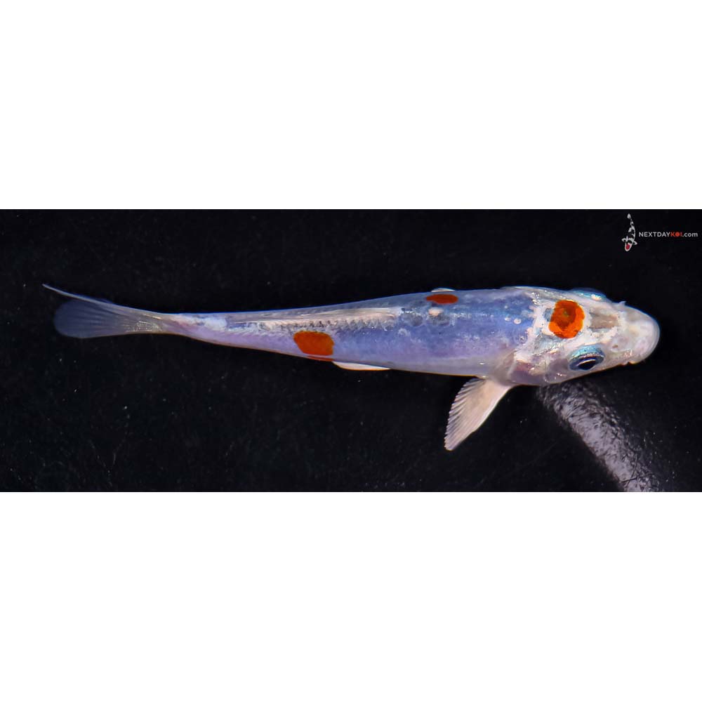 4” Imported Doitsu Blue Kujaku