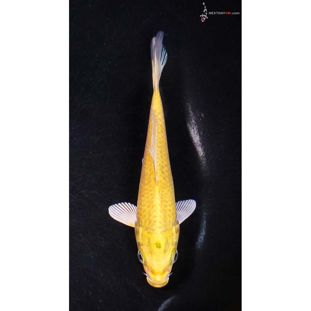 4.5” Imported Yamabuki Ogon