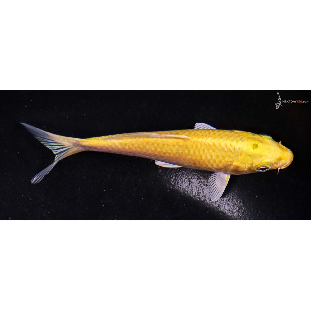 4.5” Imported Yamabuki Ogon