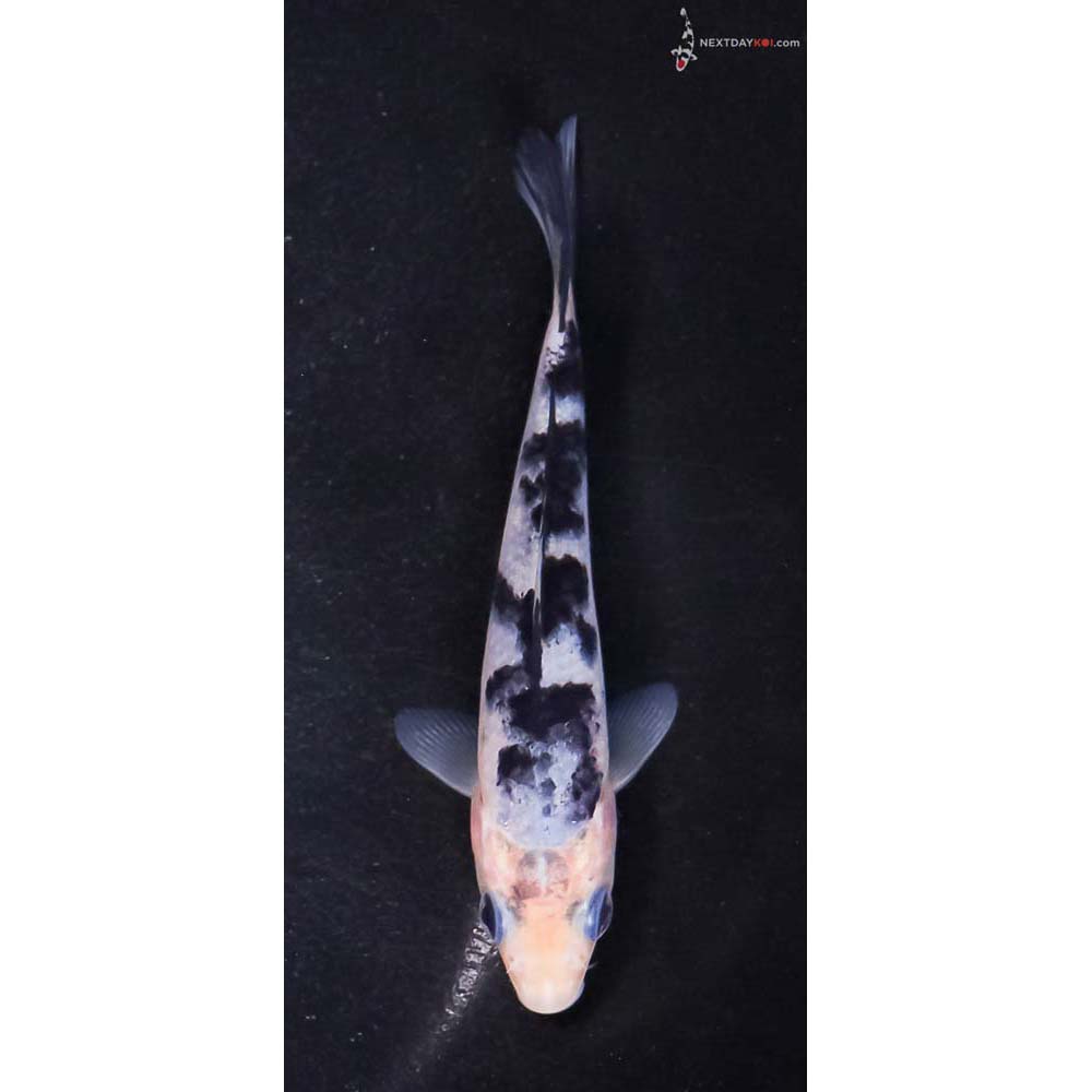 4.5” Imported Shiro Bekko