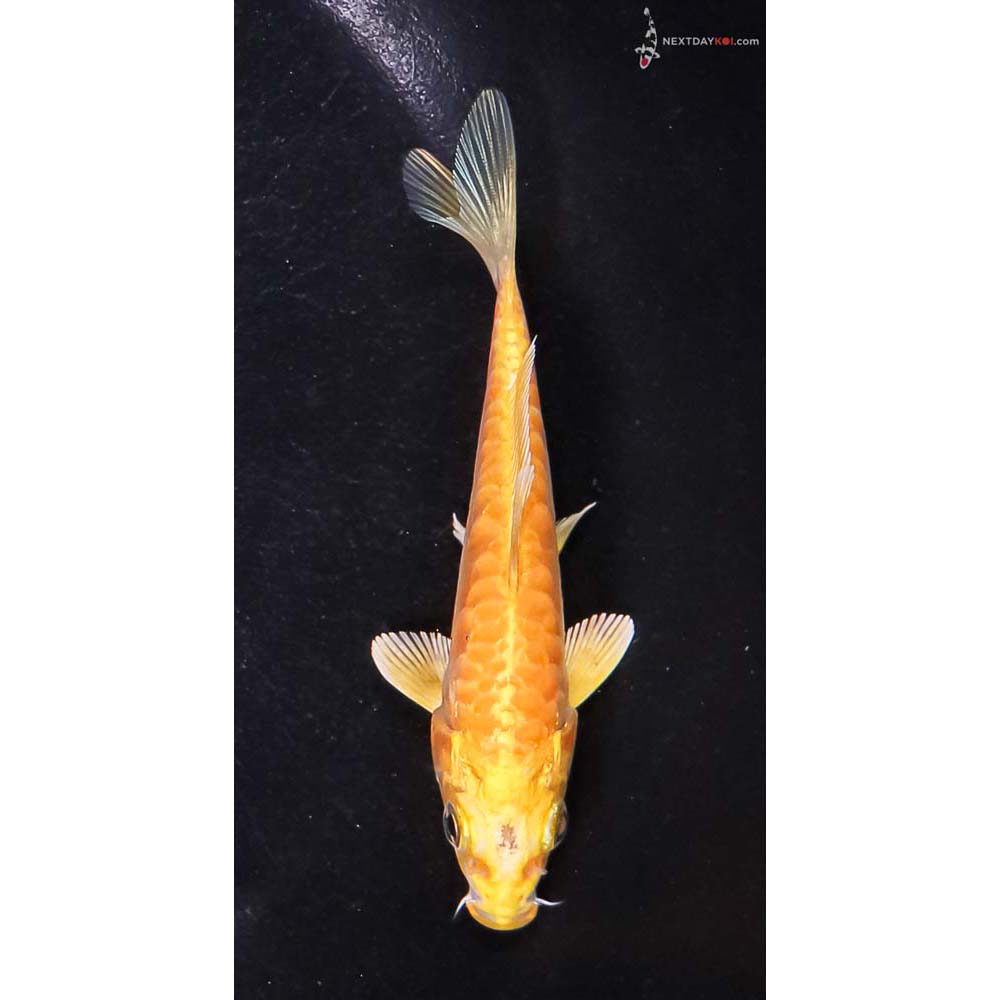 4.5” Imported Doitsu Yamabuki Ogon