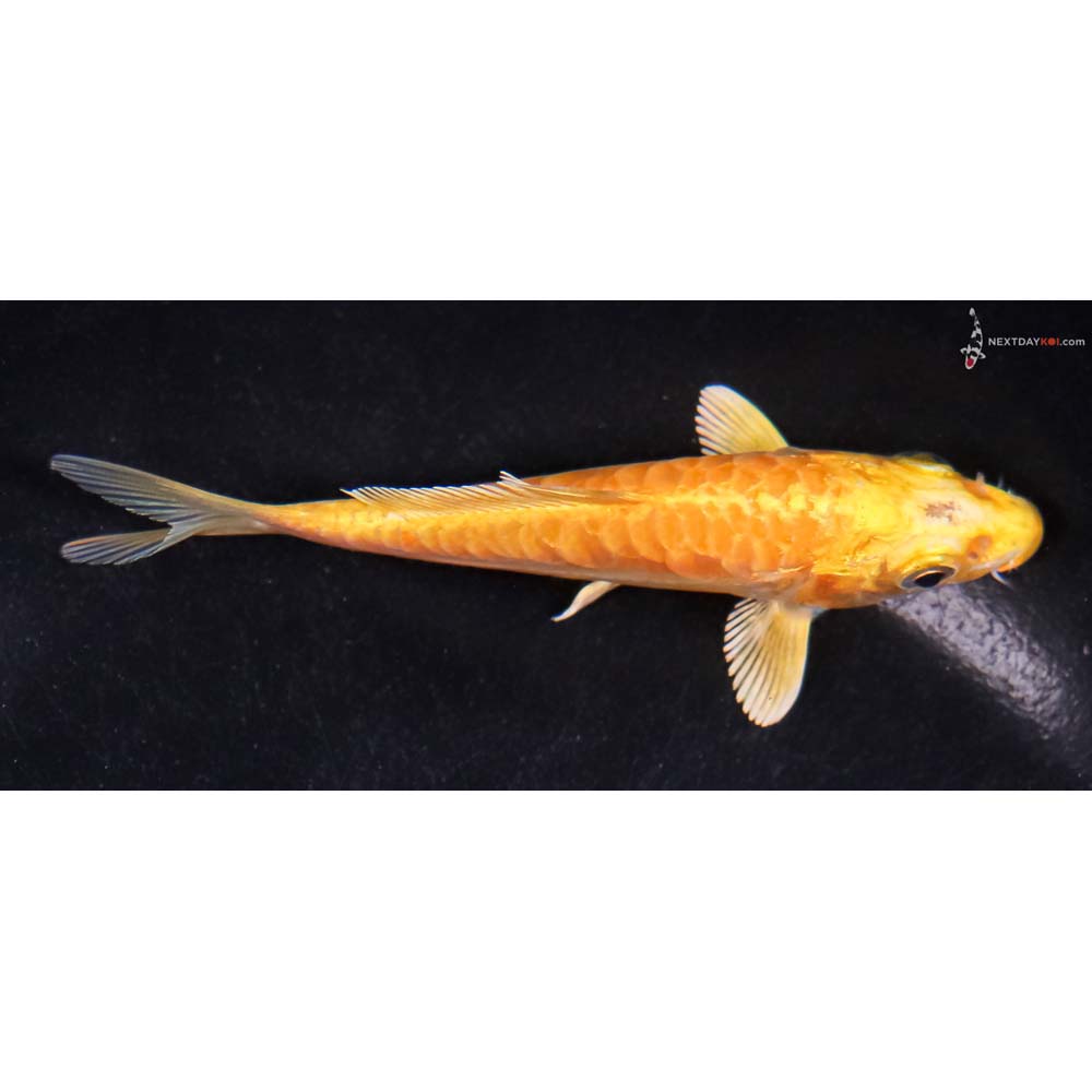 4.5” Imported Doitsu Yamabuki Ogon
