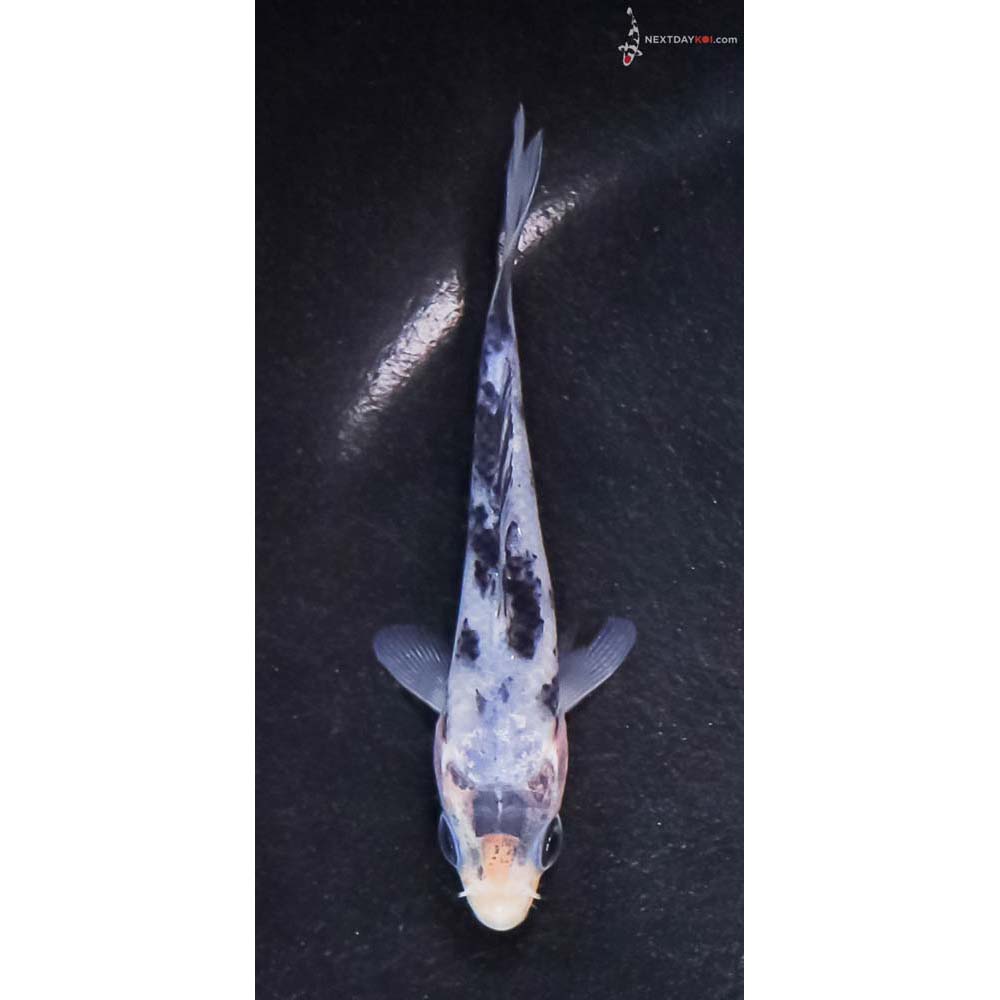3.5” Imported Shiro Bekko