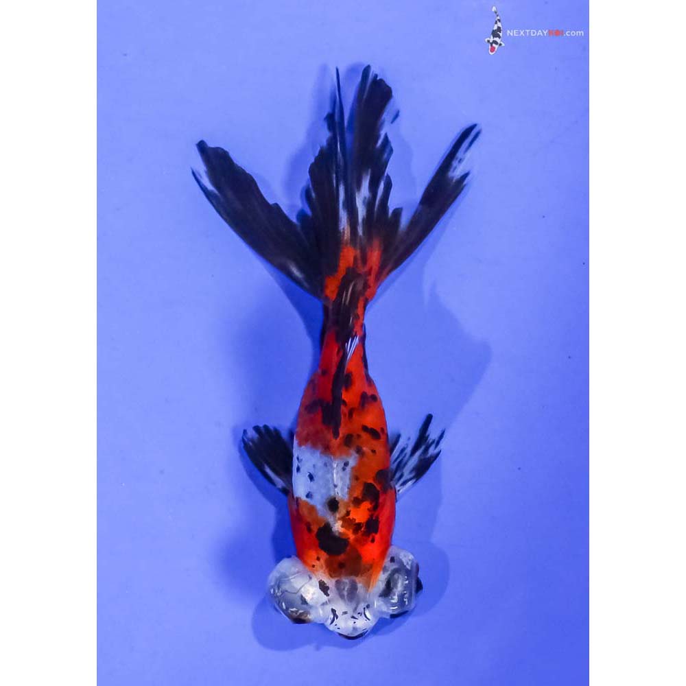 4” Imported Calico Telescope Fantail