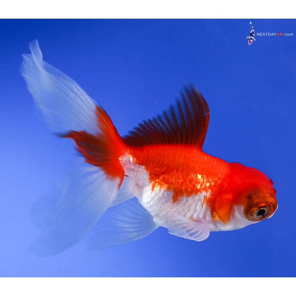 3.5” Imported Red and White Telescope Fantail