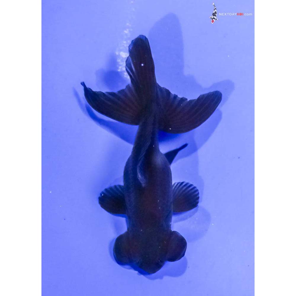 3.5” Imported Black Telescope Fantail