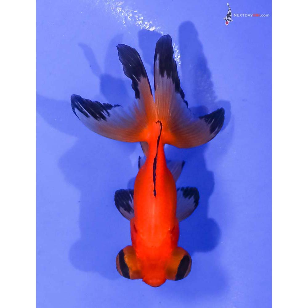 3.5” Imported Red and Black Telescope Fantail