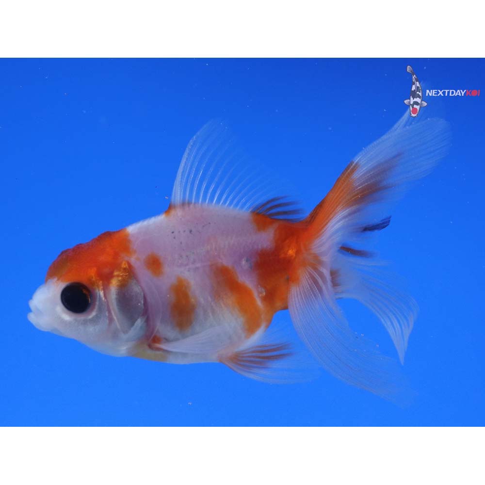 3” Imported Red and White Oranda