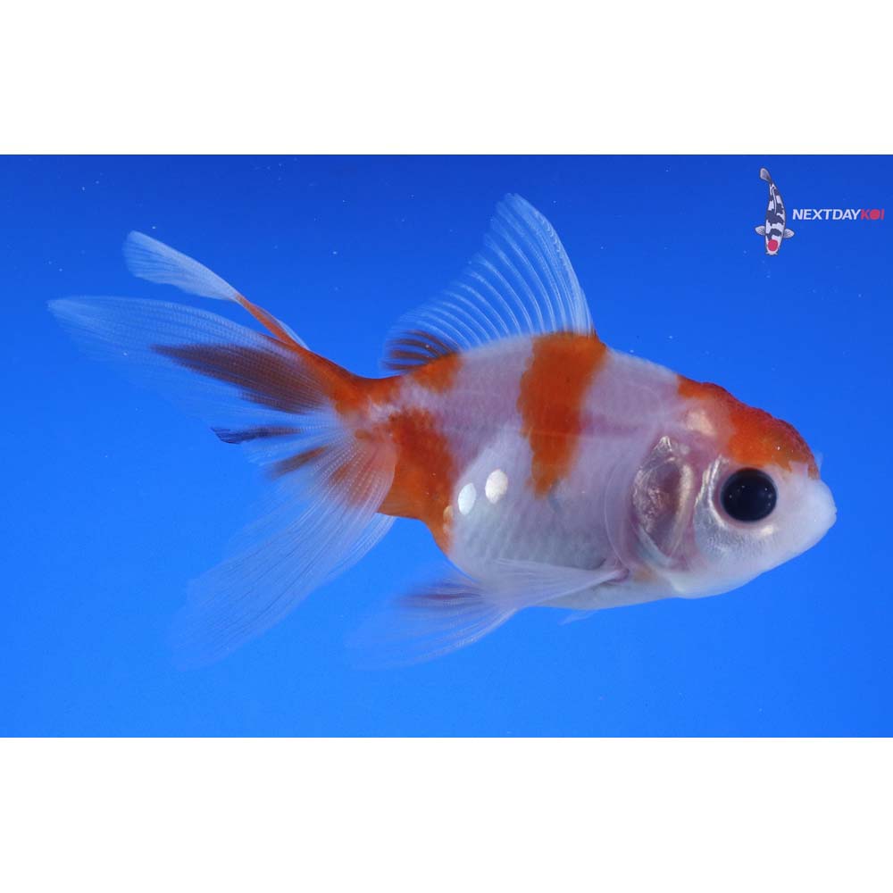 3” Imported Red and White Oranda