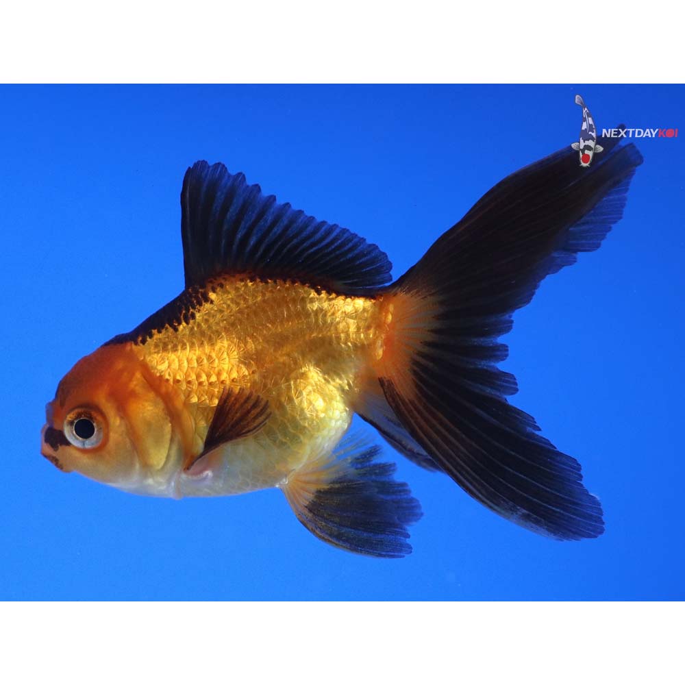 3.5” Imported Red and Black Oranda