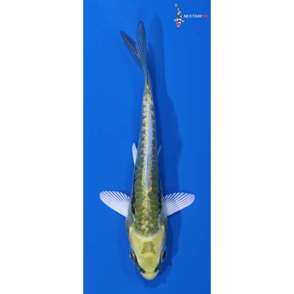 2.5” Imported Kin Kikokuryu