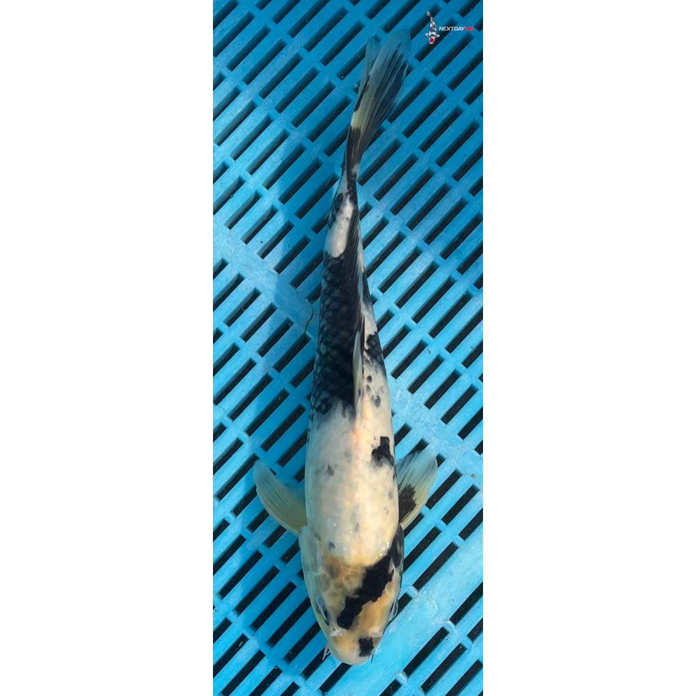 12-14” Imported Shiro Utsuri