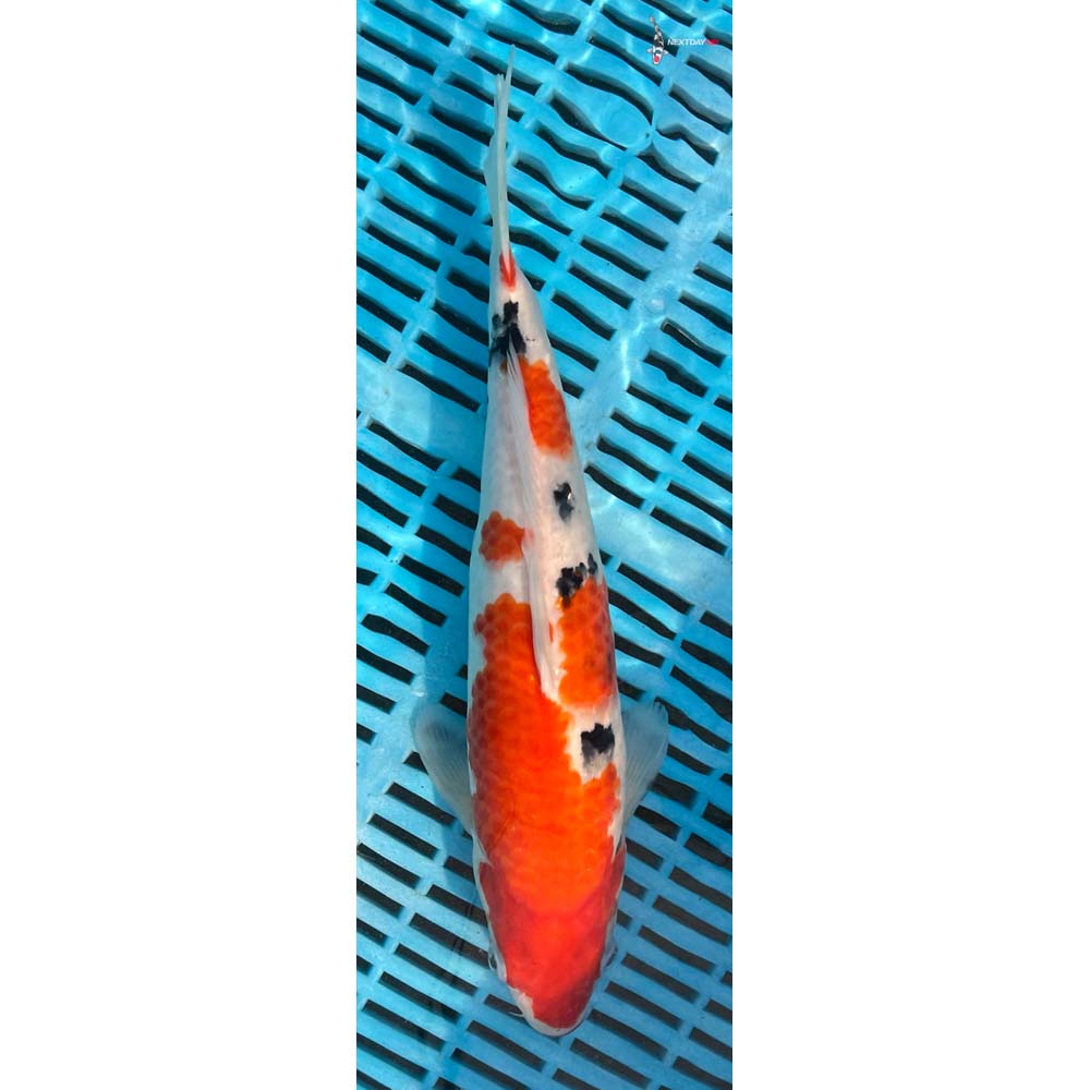 12-14” Imported Sanke