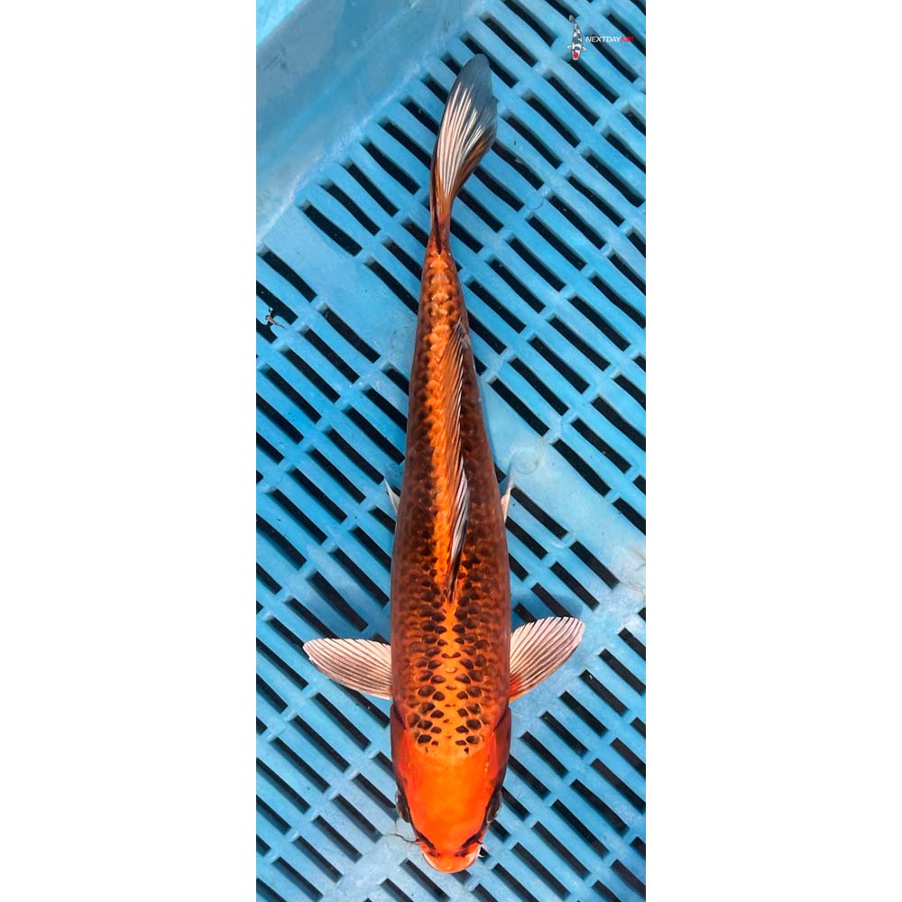 12-14” Imported Kujaku