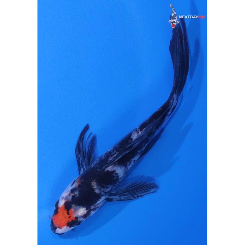 5.5” Imported Showa Butterfly Koi