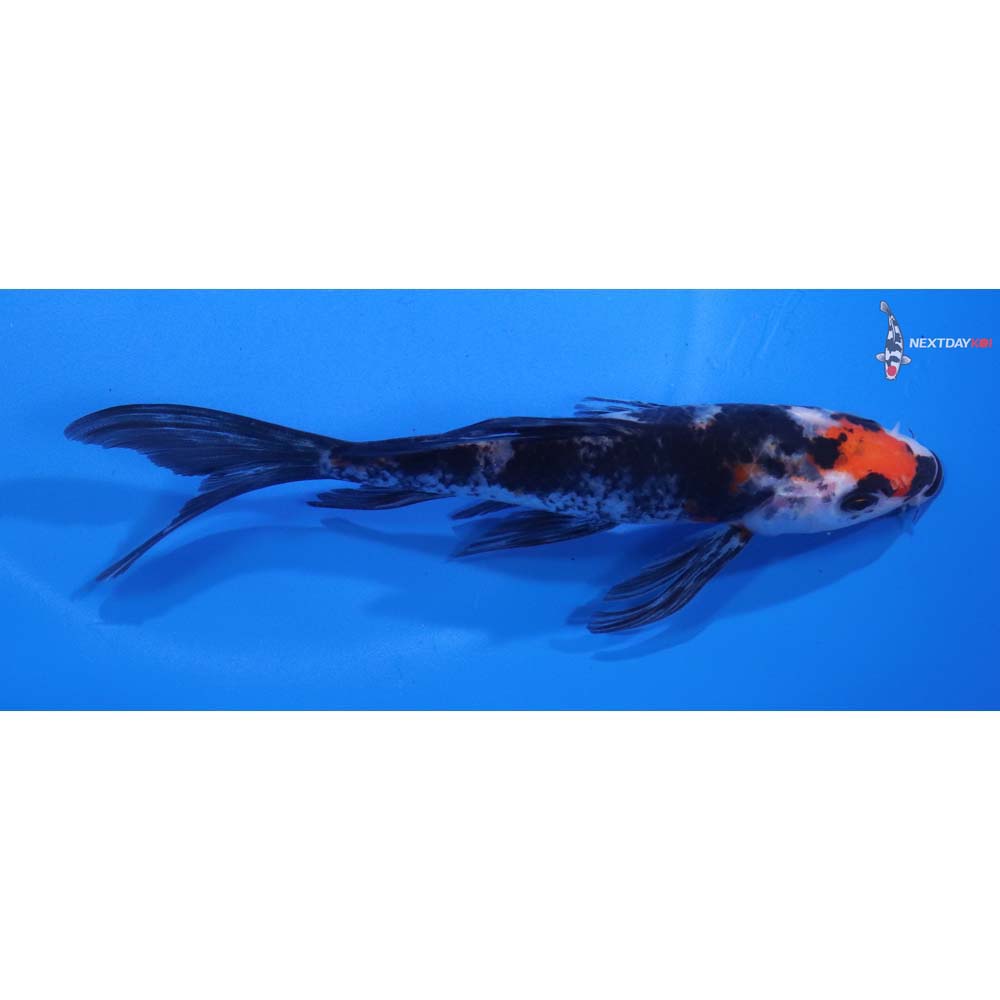 5.5” Imported Showa Butterfly Koi