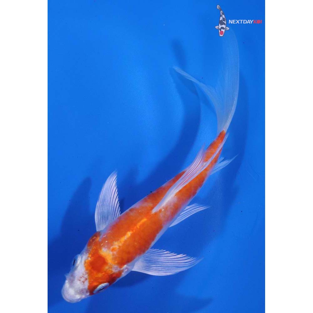 5.5” Imported Hariwake Butterfly Koi