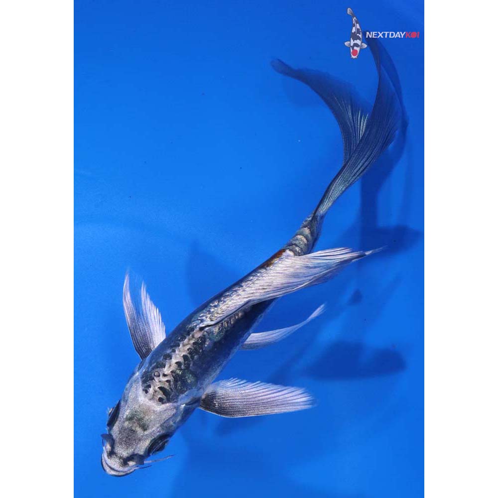 5.5” Imported Kin Kikokuryu Butterfly Koi