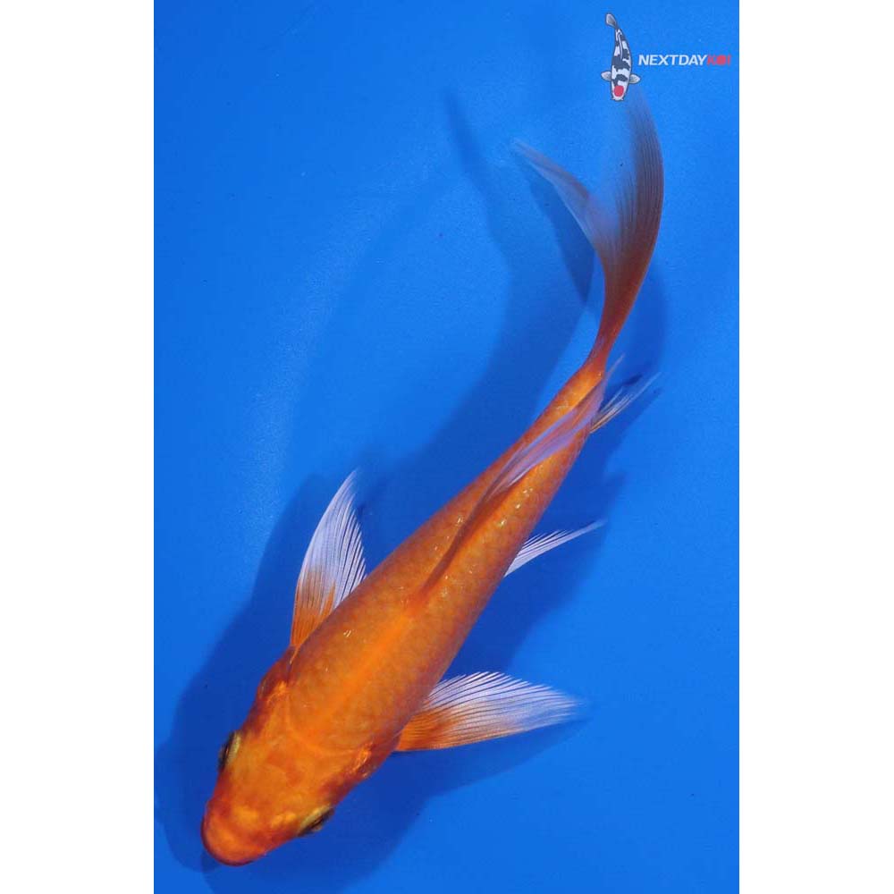 5” Imported Orenji Ogon Butterfly Koi
