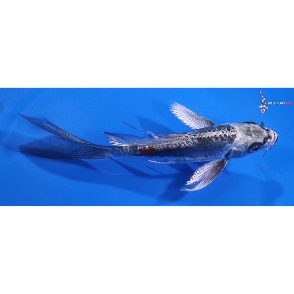 5.5” Imported Kin Kikokuryu Butterfly Koi