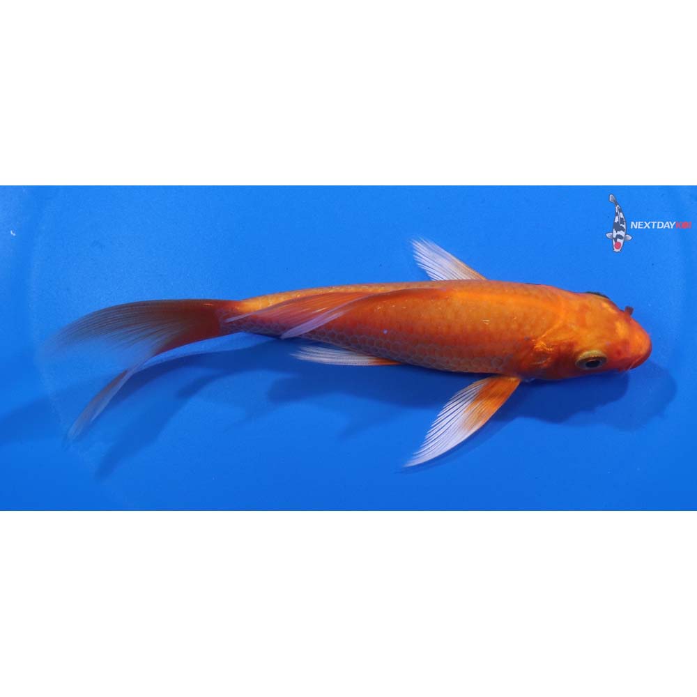 5” Imported Orenji Ogon Butterfly Koi
