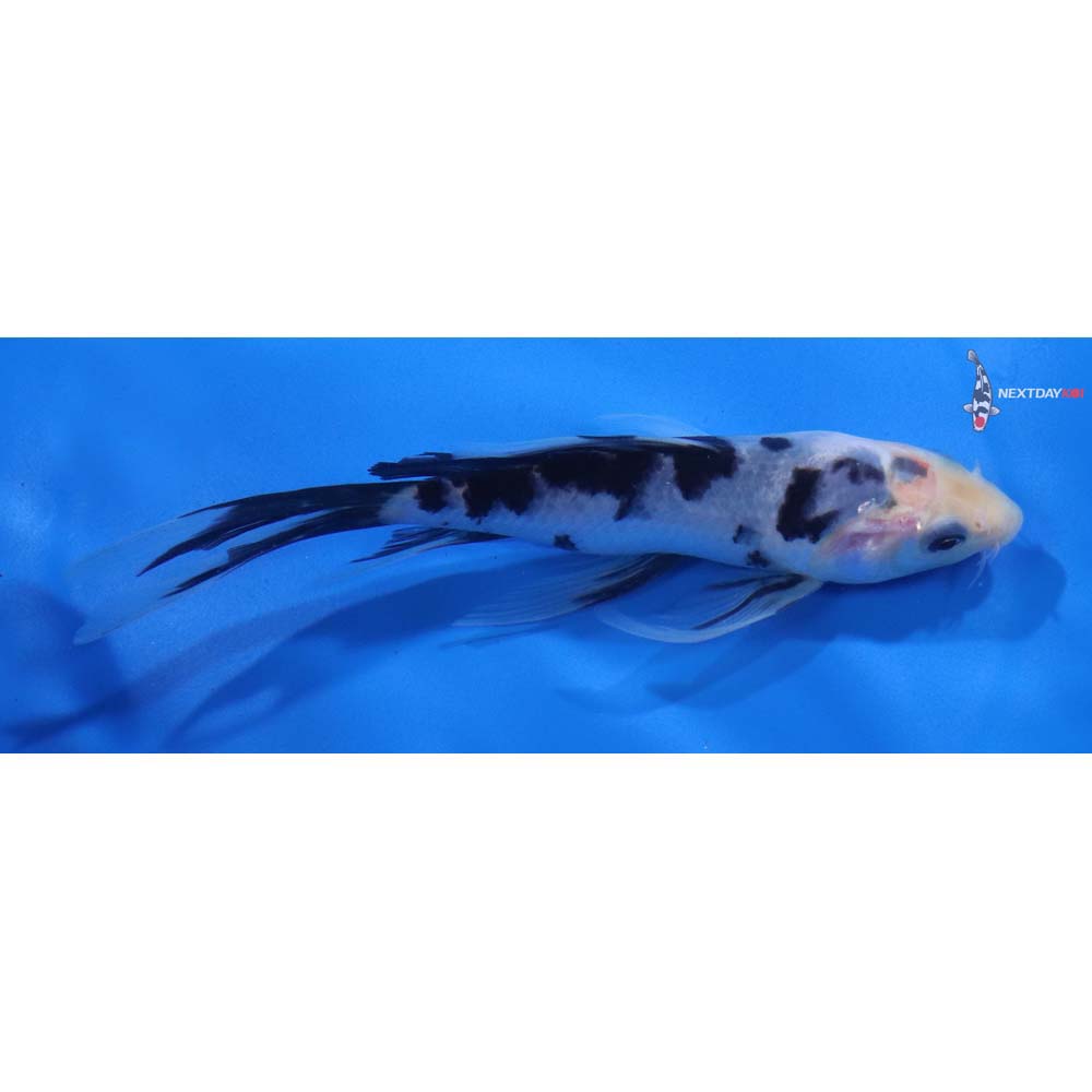 5.5” Imported Shiro Bekko Butterfly Koi
