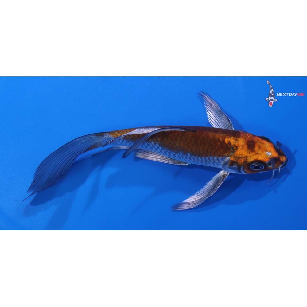 5.5” Imported Kujaku Butterfly Koi