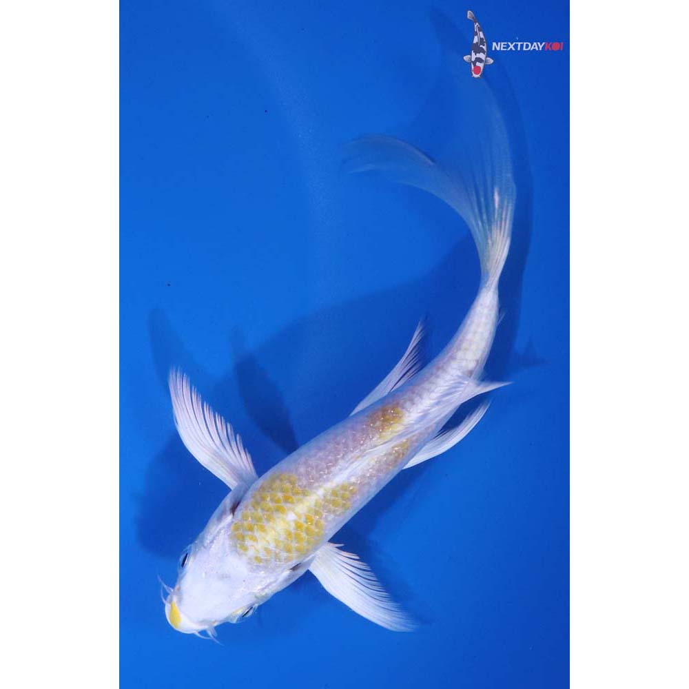 5.5” Imported Lemon Hariwake Butterfly Koi