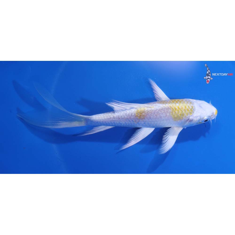 5.5” Imported Lemon Hariwake Butterfly Koi