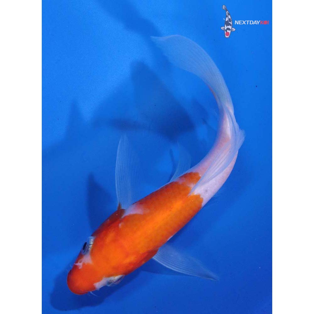 5.5” Imported Kohaku Butterfly Koi