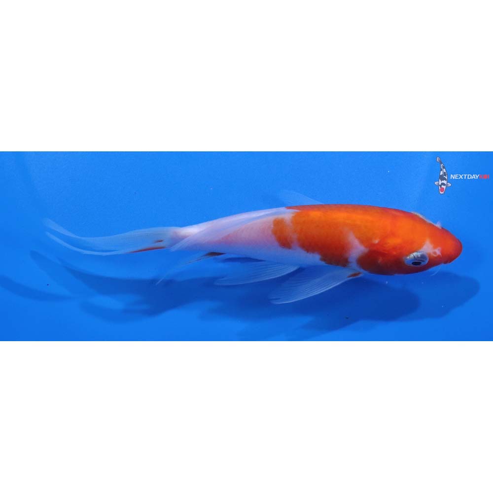 5.5” Imported Kohaku Butterfly Koi