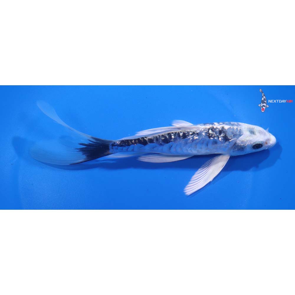 6” Imported Gin Rin Armor Scaled Gin Shiro Bekko Butterfly Koi