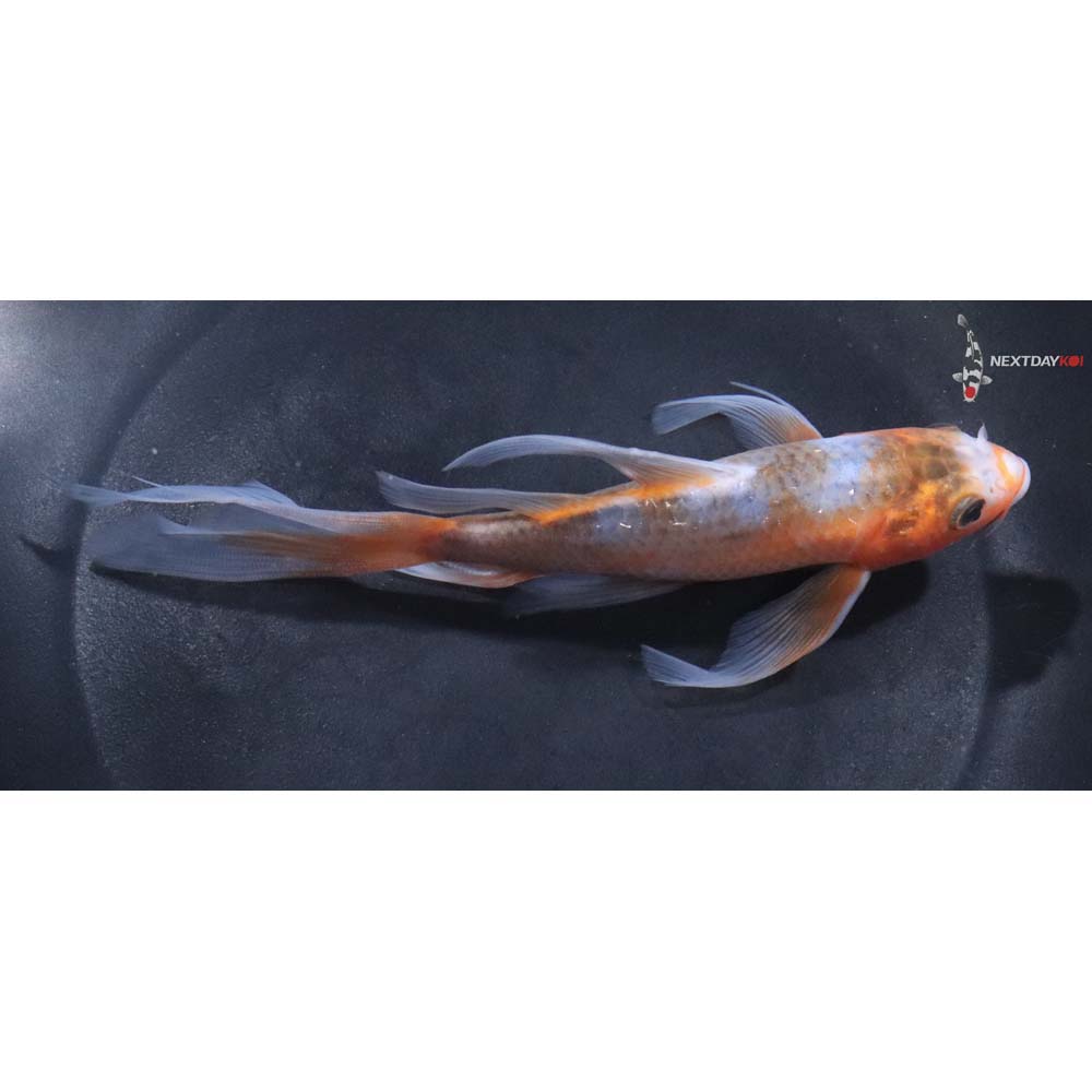 6” Imported Asagi Butterfly Koi