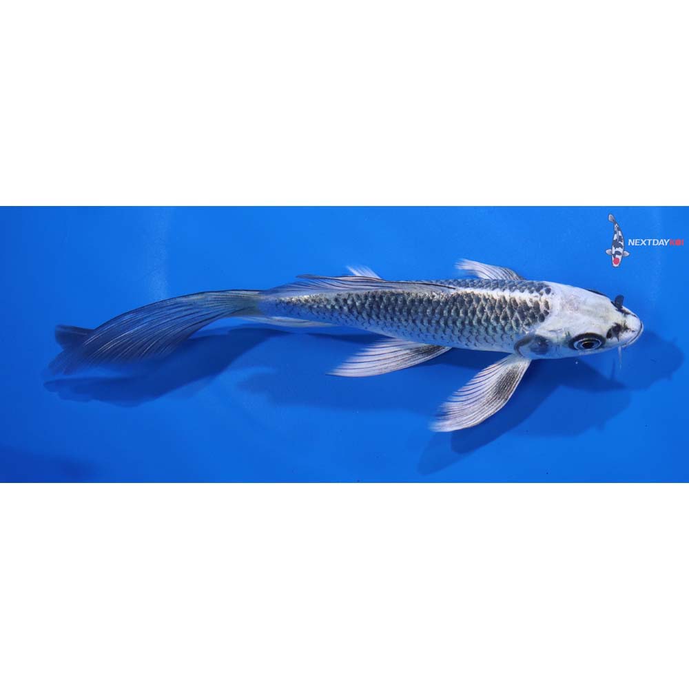 6.5” Imported Gin Matsuba Butterfly Koi