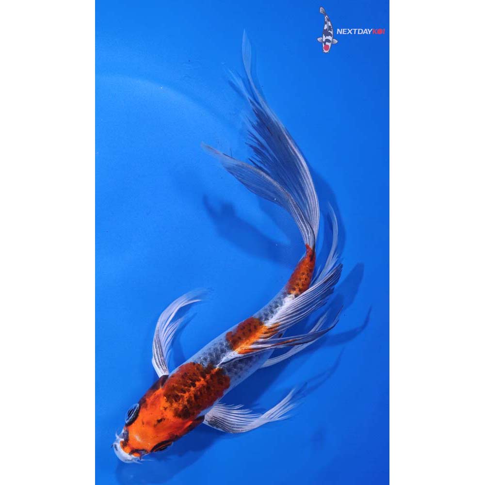 8” Imported Kujaku Butterfly Koi