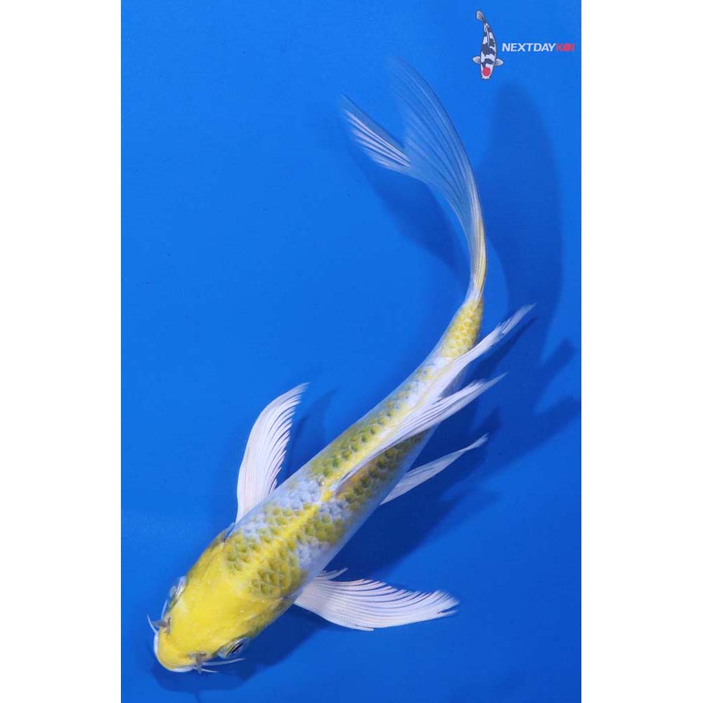 5.5” Imported Kujaku Butterfly Koi