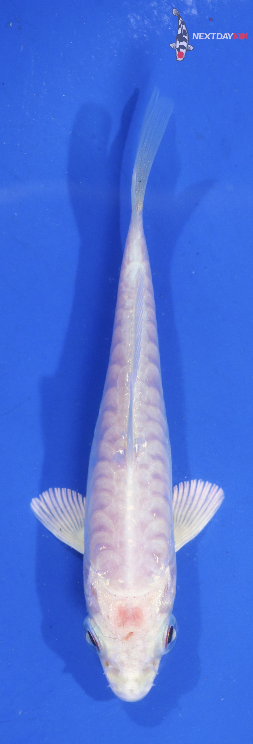 4” Imported Doitsu Platinum Ogon