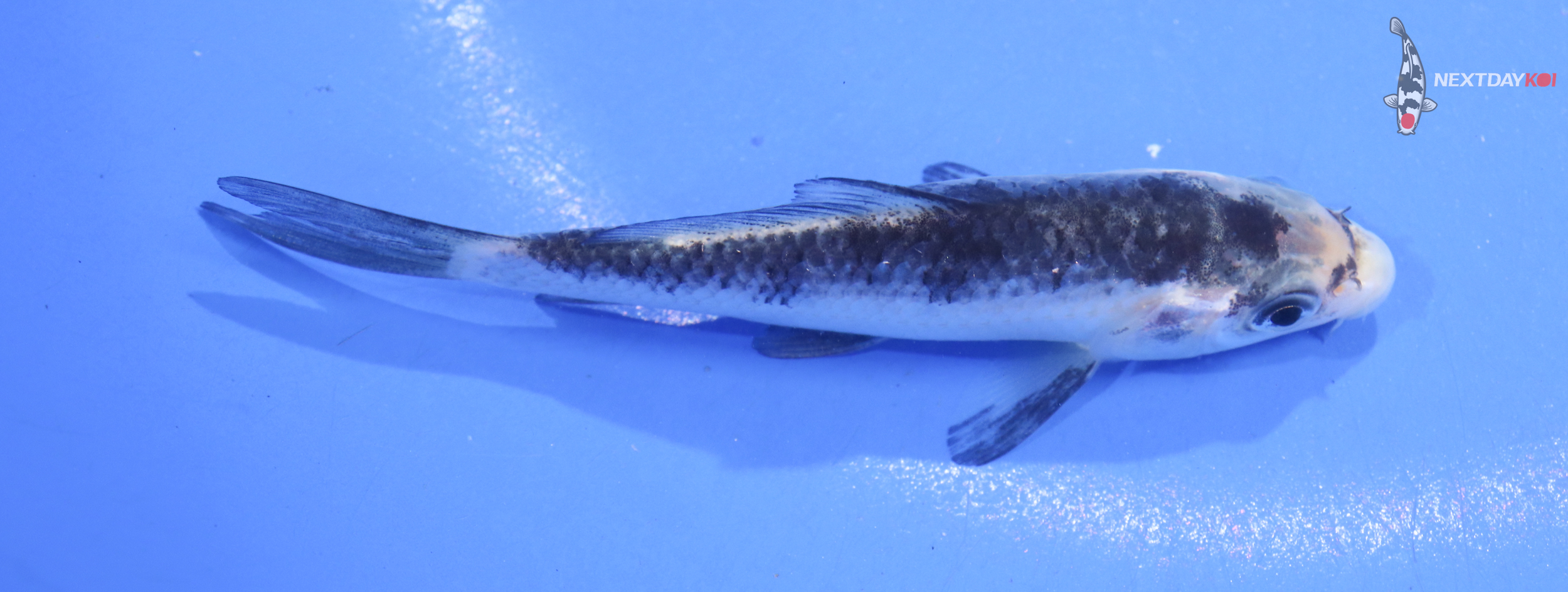 4” Imported Matsukawabakke