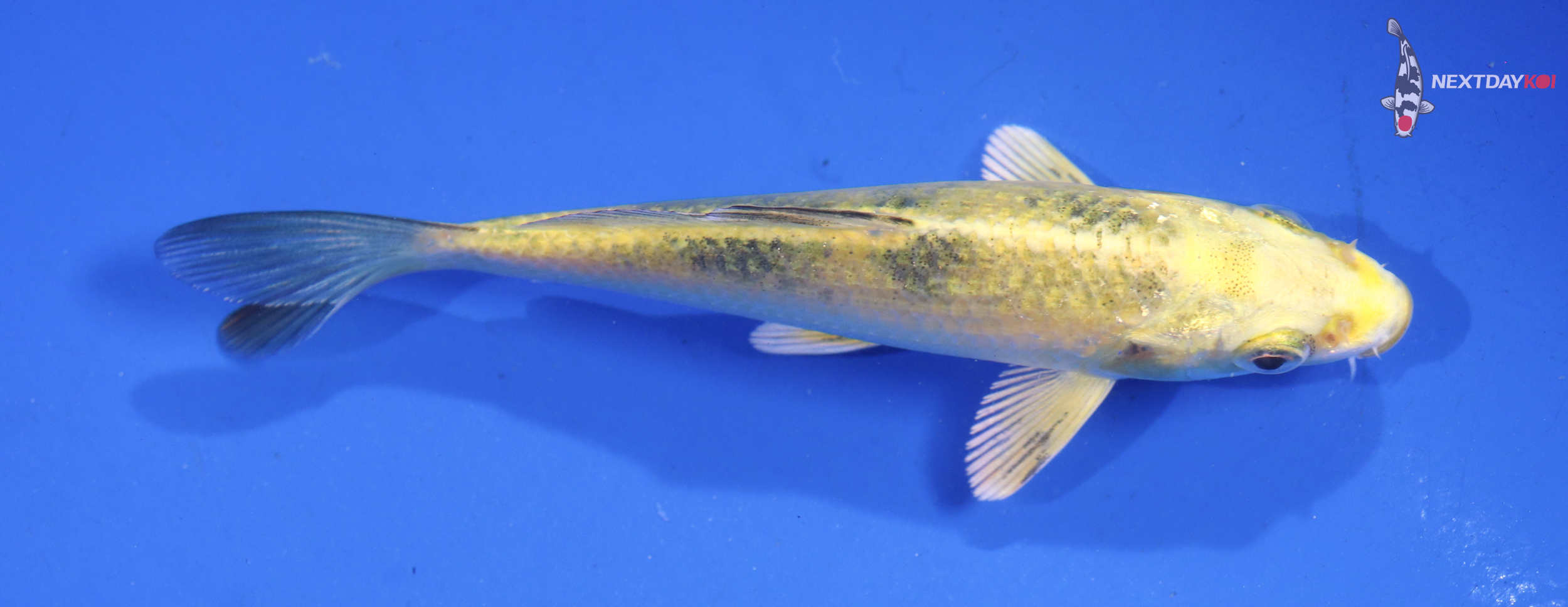 4.5” Imported Ki Bekko