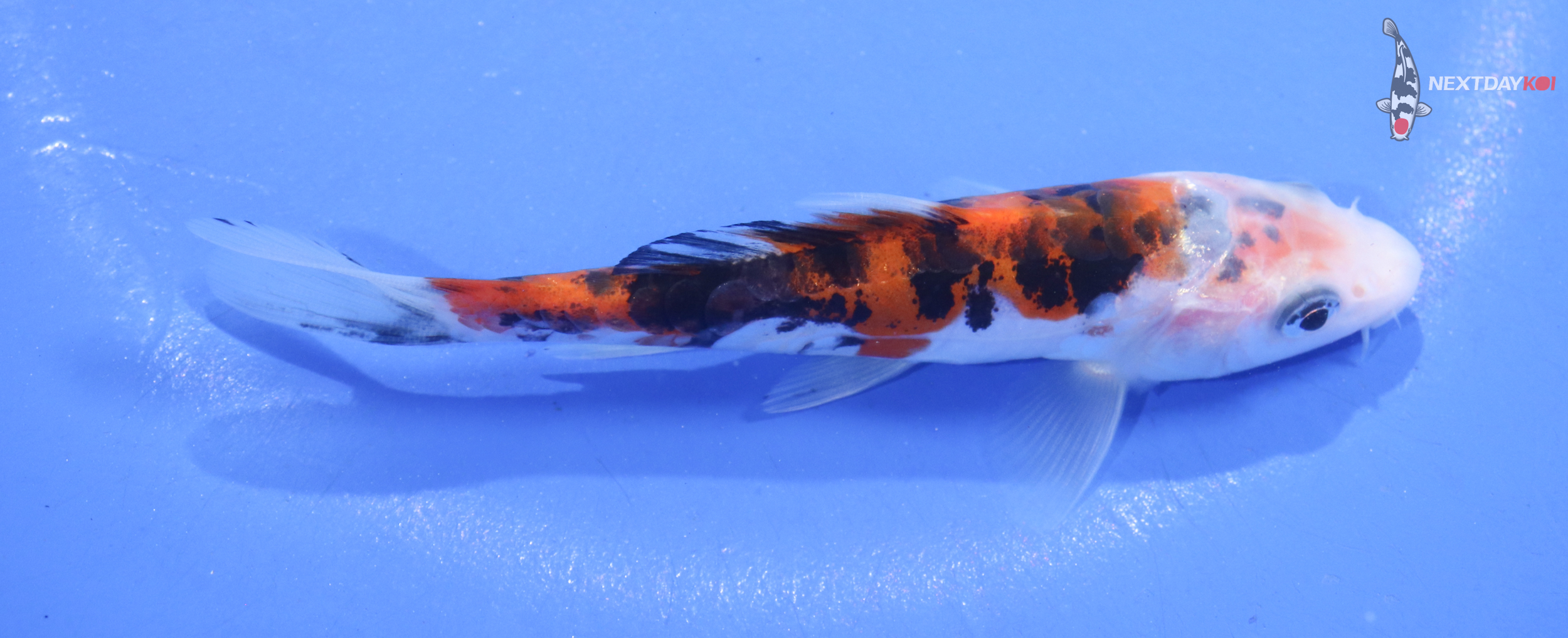 4.5” Imported Sanke