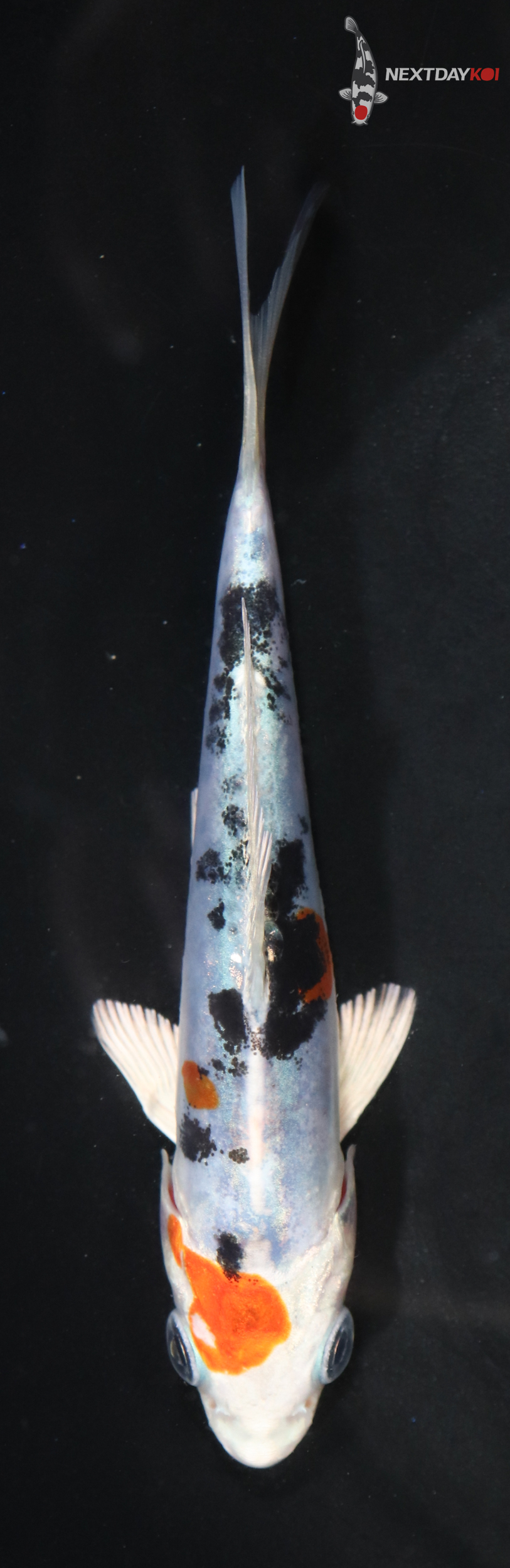 4.5” Imported Heisei Nishiki