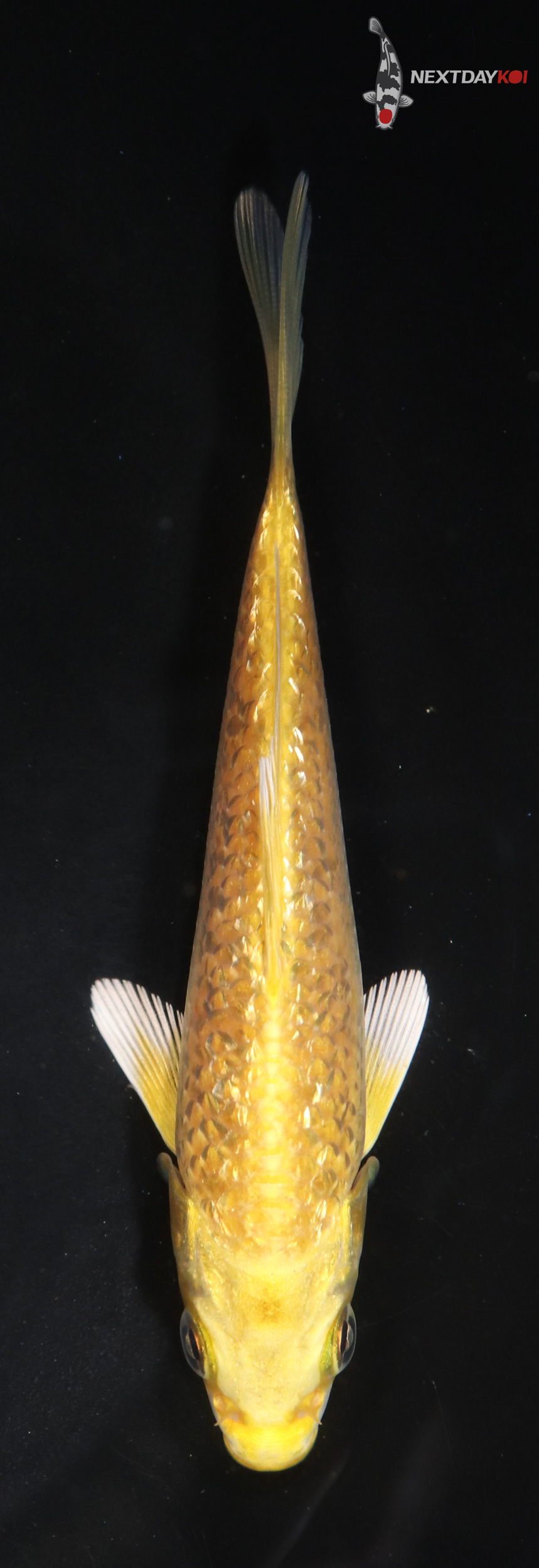 4.5” Imported Yamabuki Ogon
