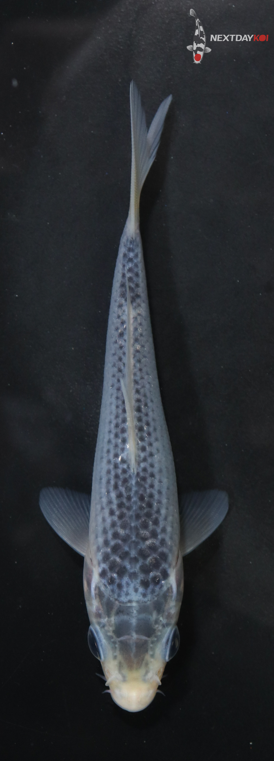 4.5” Imported Asagi