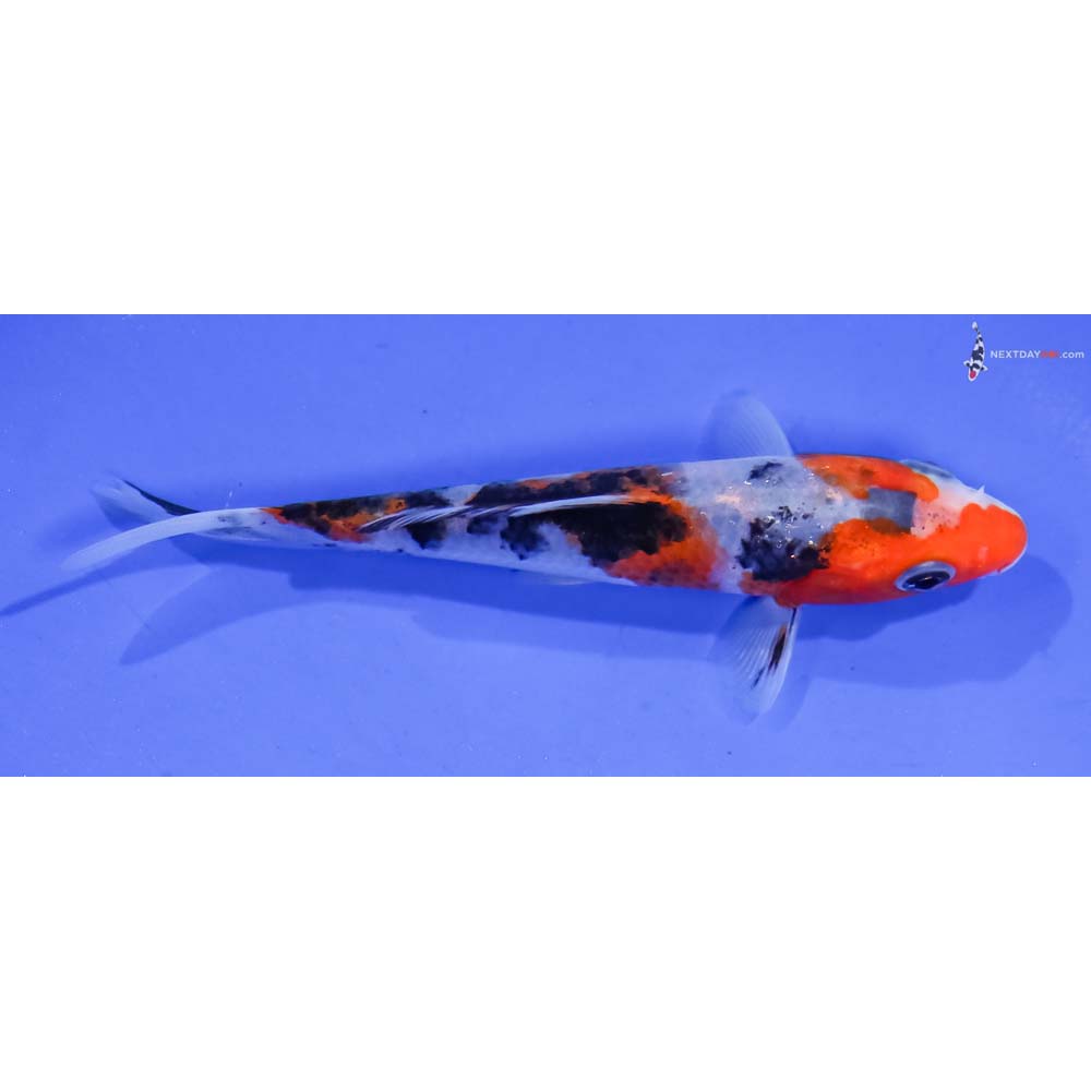 5” Imported Sanke