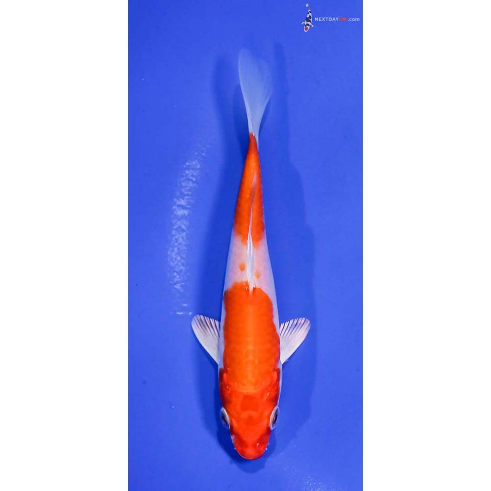 5” Imported Hariwake