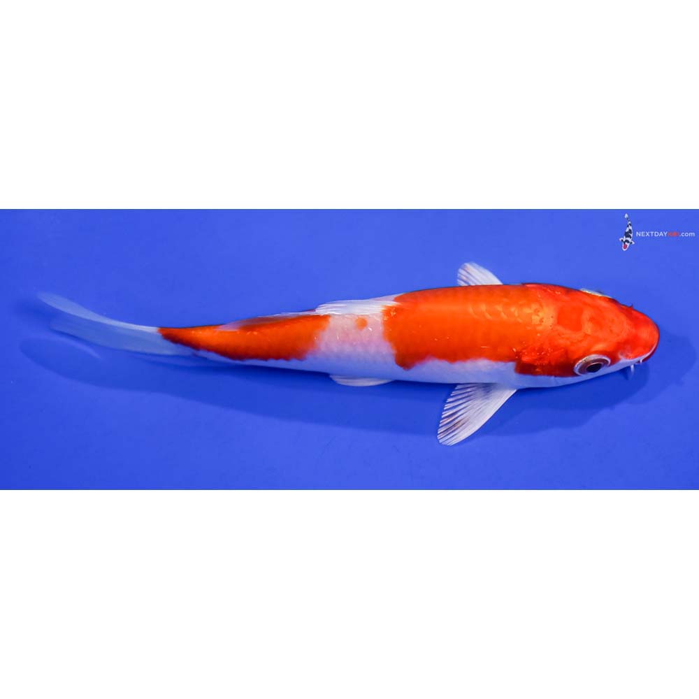 5” Imported Hariwake